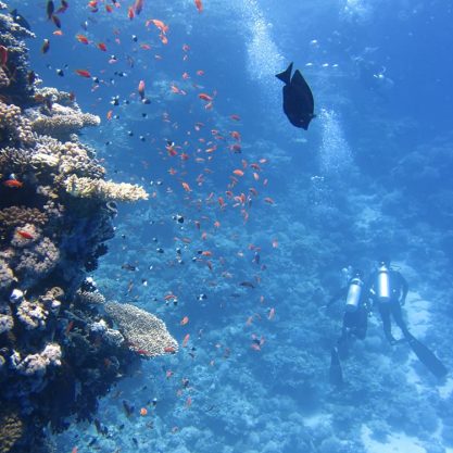 divers-underwater-ocean-swim-68767_-min (1)