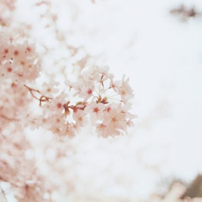 pexels-photo-1023953_-min